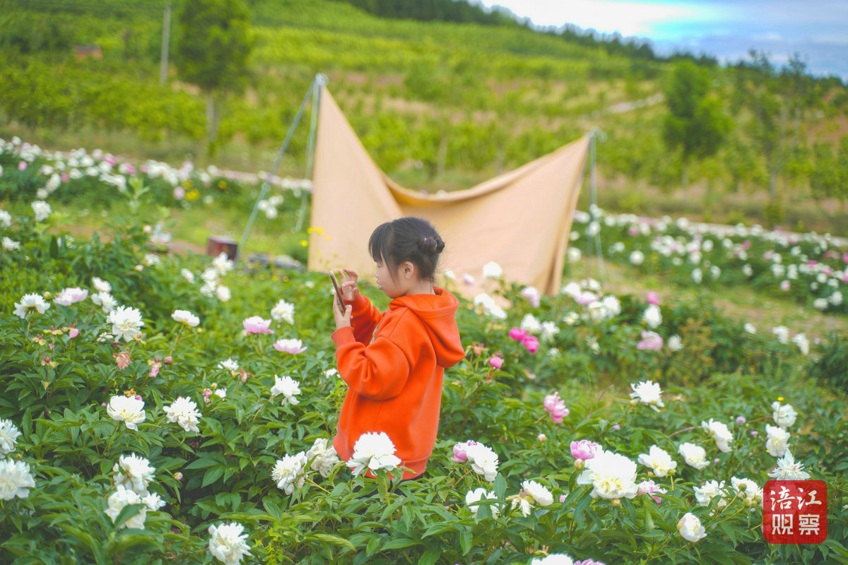 許州芍藥花節5_1.jpg